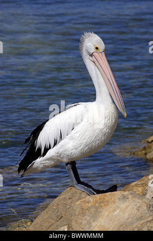 Pelican (Pelecanus conspicillatus australienne) adulte, debout sur la roche à côté mer, Kingscote, Kangaroo Island, Australie du Sud Banque D'Images