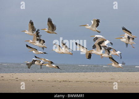 Great White Pelican (Pelacanus onocrotalus) troupeau, en vol au dessus de la plage, au Sénégal Banque D'Images