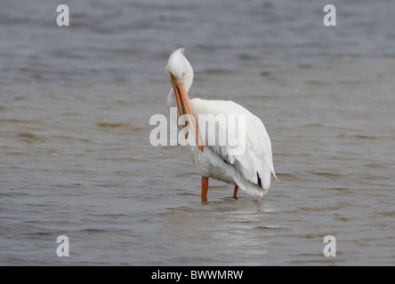 Pélican blanc (Pelecanus erythrorhynchos) adulte, debout dans l'eau peu profonde, Sanibel Island, Floride, États-Unis, février Banque D'Images