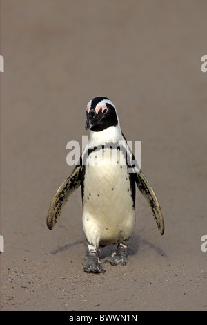 Jackass (Spheniscus demersus) adulte, walking on beach, Betty's Bay, Western Cape, Afrique du Sud Banque D'Images