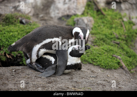 Jackass (Spheniscus demersus) paire d'adultes, l'accouplement, Betty's Bay, Western Cape, Afrique du Sud Banque D'Images