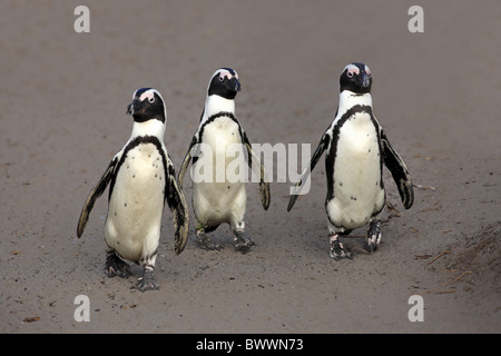 Jackass (Spheniscus demersus) trois adultes, walking on beach, Betty's Bay, Western Cape, Afrique du Sud Banque D'Images