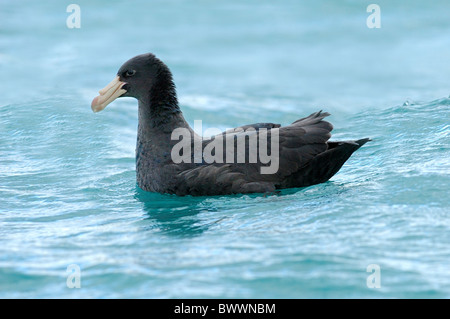 Pétrel géant (Macronectes giganteus-adultes), natation en mer, l'océan Pacifique Sud, Kaikoura, île du Sud, Nouvelle-Zélande, Banque D'Images