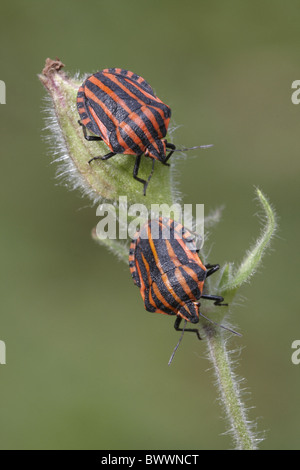 Animal animaux invertébrés invertébrés Insectes Insectes bug bugs Arthropodes Arthropodes shieldbug shieldbugs bouclier bug' Banque D'Images