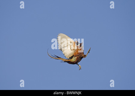 Le faisan commun (Phasianus colchicus) mâle adulte, en vol de la chute d'une balle, Norfolk, Angleterre Banque D'Images