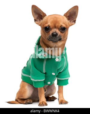 Mixed-breed dog habillé, in front of white background Banque D'Images