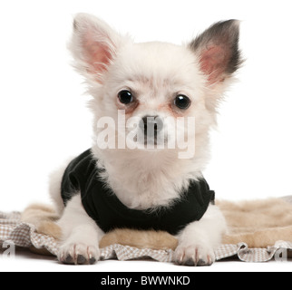 Chihuahua puppy, 2 mois, le mensonge in front of white background Banque D'Images