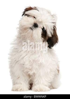 Shih Tzu chiot, 3 mois, in front of white background Banque D'Images