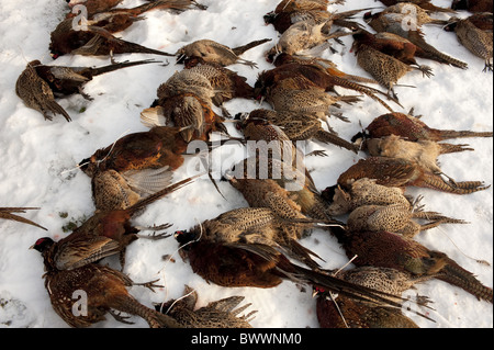 Le faisan commun (Phasianus colchicus) adultes, mâles et femelles, tourné, portant sur la neige après le tournage, Lancashire, Angleterre, hiver Banque D'Images