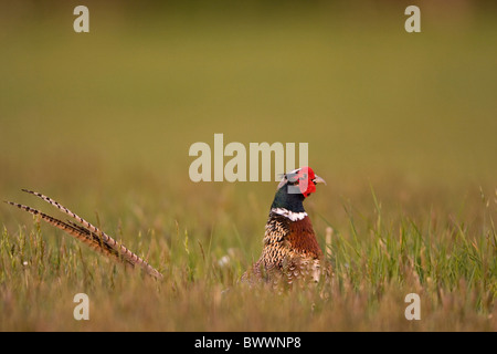 Le faisan commun (Phasianus colchicus) mâle adulte, standing in meadow, Suffolk, Angleterre, mai Banque D'Images