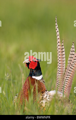 Le faisan commun (Phasianus colchicus) mâle adulte, standing in meadow, Suffolk, Angleterre, mai Banque D'Images