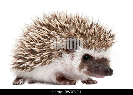 Quatre-toed Hedgehog, Atelerix albiventris, 3 semaines, in front of white background Banque D'Images