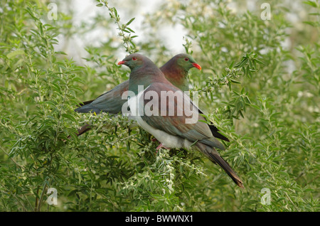 New Zealand Pigeon (Hemiphaga novaeseelandiae) paire adultes, perché dans l'arbre, la péninsule de Banks, île du Sud, Nouvelle-Zélande, juillet Banque D'Images