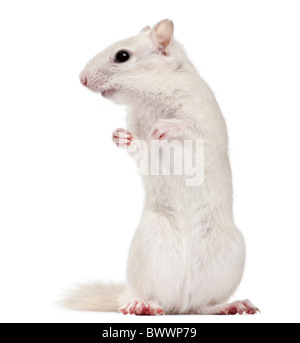 Le Tamia rayé, Tamias striatus, 2 ans, in front of white background Banque D'Images