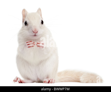 Le Tamia rayé, Tamias striatus, 2 ans, in front of white background Banque D'Images