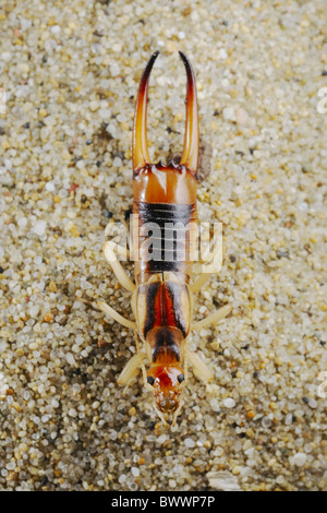 Les Insectes Invertébrés invertébrés Invertébrés Labidura riparia animal animaux Arthropodes Arthropodes Insectes Insectes odonates Banque D'Images