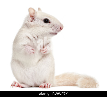 Le Tamia rayé, Tamias striatus, 2 ans, in front of white background Banque D'Images