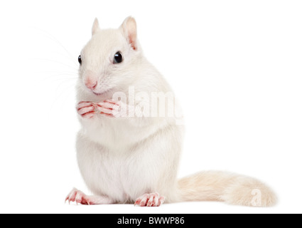 Le Tamia rayé, Tamias striatus, 2 ans, in front of white background Banque D'Images