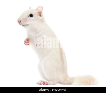 Le Tamia rayé, Tamias striatus, 2 ans, in front of white background Banque D'Images