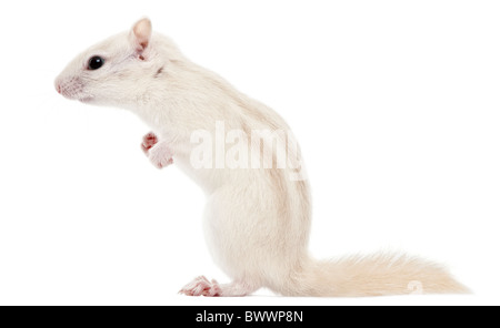 Le Tamia rayé, Tamias striatus, 2 ans, in front of white background Banque D'Images