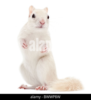 Le Tamia rayé, Tamias striatus, 2 ans, in front of white background Banque D'Images