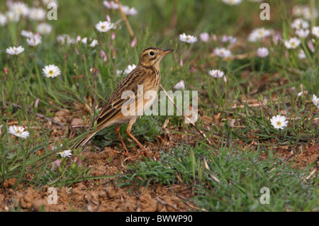 Richard de Sprague (Anthus richardi) adulte, debout dans les champs humides, Beidaihe, Hebei, Chine, mai Banque D'Images