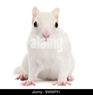 Le Tamia rayé, Tamias striatus, 2 ans, in front of white background Banque D'Images