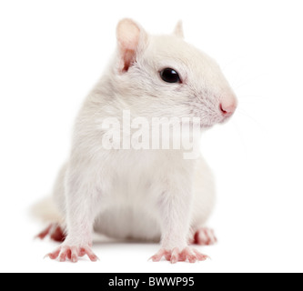 Le Tamia rayé, Tamias striatus, 2 ans, in front of white background Banque D'Images