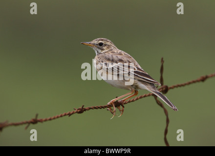 Herbage Sprague (Anthus cinnamomeus lacuum) adulte, perché sur la clôture de barbelés rouillés, Kenya, novembre Banque D'Images