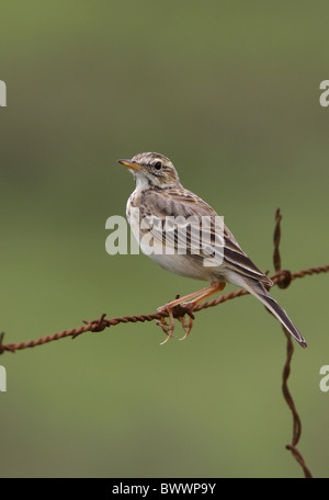 Herbage Sprague (Anthus cinnamomeus lacuum) adulte, perché sur la clôture de barbelés rouillés, Kenya, novembre Banque D'Images