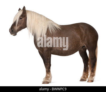 , Equus caballus, 10 ans, in front of white background Banque D'Images