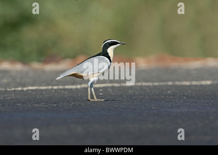 (Pluvianus aegyptius Egyptian Plover) adulte, debout sur la route, Gambie, décembre Banque D'Images