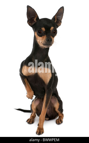 Prague Ratter ou Prasky Krysarik, 2 ans, in front of white background Banque D'Images