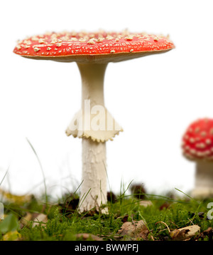 Fly Fly agaric ou Amanita champignons, Amanita muscaria, in front of white background Banque D'Images