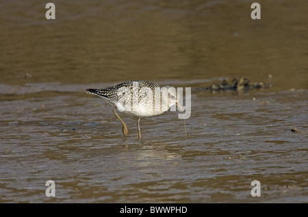 Grey Plover (Pluvialis squatarola), adultes en plumage d'hiver, l'alimentation du ruisseau côtier, Norfolk, Angleterre, hiver Banque D'Images