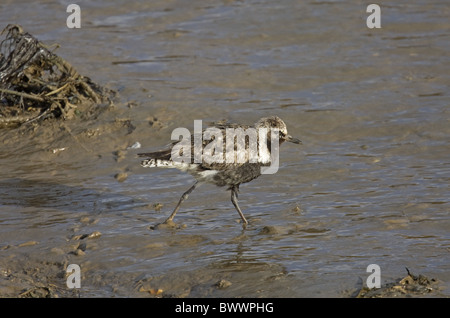 Grey Plover (Pluvialis squatarola) des profils, la mue, le plumage s'alimenter dans le ruisseau côtier, Norfolk, Angleterre, hiver Banque D'Images