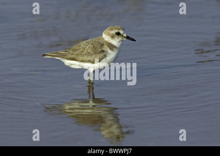 Kentish Plover (Charadrius alexandrinus) femelle adulte, le plumage d'été, debout dans l'eau, le printemps Banque D'Images