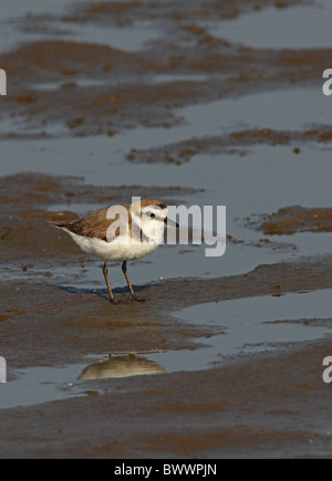 Kentish Plover (Charadrius alexandrinus) nihonensis, adultes, plumage d'été l'article sur les vasières, Hebei, Chine, mai Banque D'Images