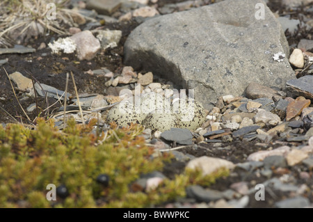 Gravelot Charadrius hiaticula Banque D'Images