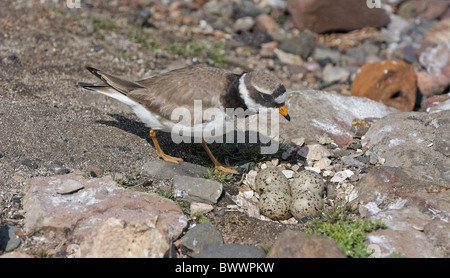 Ringed Plover (Charadrius hiaticula) adulte, près de Easter eggs, Angleterre, juin Banque D'Images