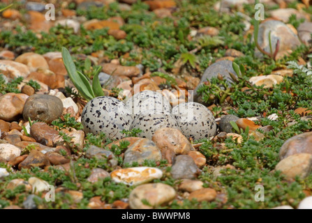 Ringed Plover (Charadrius hiaticula) Banque D'Images