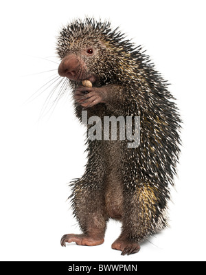 Coendou prehensilis brésilien, Porcupine, manger peanut in front of white background Banque D'Images