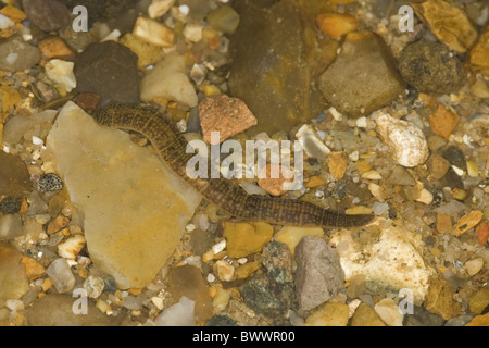 Animal animaux invertébrés invertébrés ver egmented «egmented» «» vers sangsues sangsue européenne europe faune nature Banque D'Images