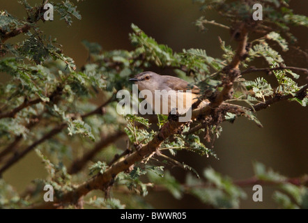 Tawny-flanquée Prinia subflava Prinia (melanorhyncha) adulte, perché dans l'arbre, le lac Naivasha, Great Rift Valley, Kenya, novembre Banque D'Images