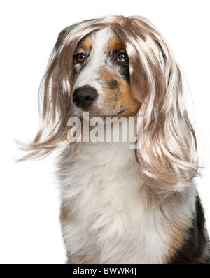 Chiot berger australien portant une perruque, âgé de 5 mois, in front of white background Banque D'Images