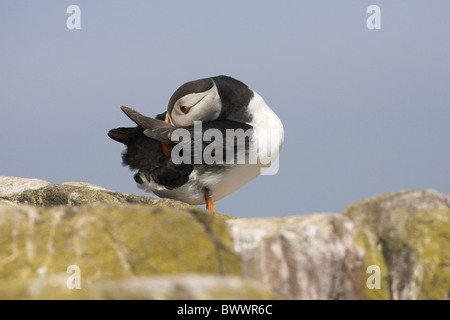 Macareux moine (Fratercula arctica), adultes au lissage sur rock, Inner Farne, Iles Farne, Northumberland, Angleterre, l'été Banque D'Images