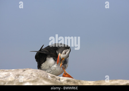 Macareux moine (Fratercula arctica), adultes au lissage sur rock, Inner Farne, Iles Farne, Northumberland, Angleterre, l'été Banque D'Images