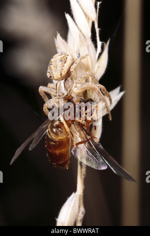 Bug insecte naturel nature sauvage faune environnement europe european powys Pays de Galles close-up d'arthropodes macro fermer Banque D'Images