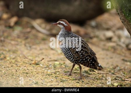 Buff-banded Rail (Gallirallus philippensis) adulte, la marche, l'Australie Banque D'Images