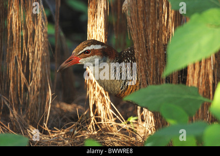 Buff-banded Rail (Gallirallus philippensis) adulte, parmi la végétation tropicale, Lady Elliot Island, Grande Barrière de Corail, Queensland, Australie, août Banque D'Images